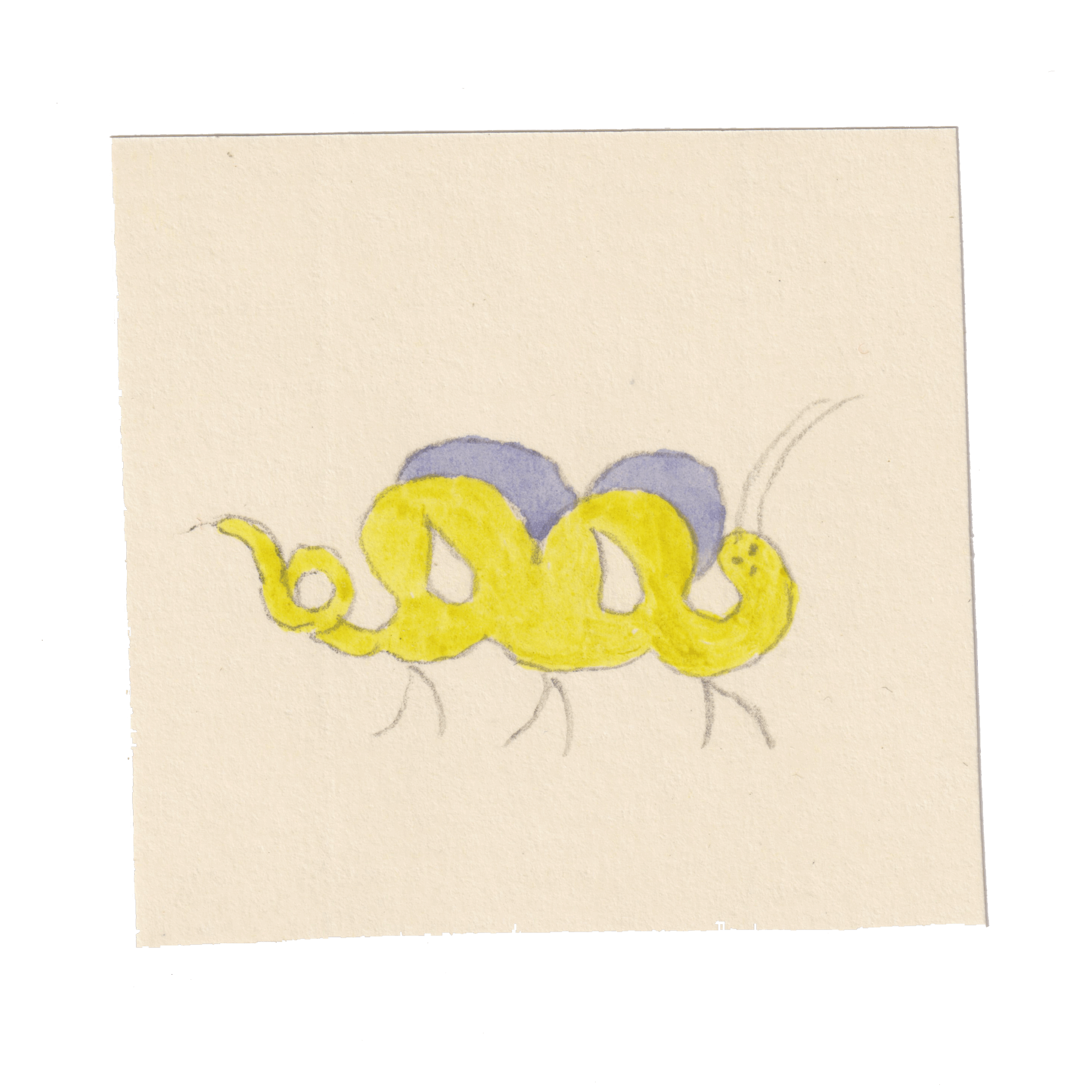 butterfly